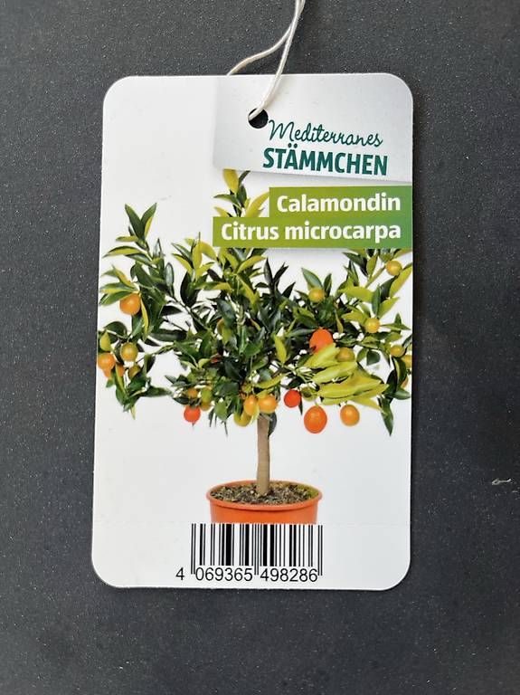 Pflanzen & Samen: Zitrusbaum Calamondin – Gebraucht aus Chur von imperoimperiale