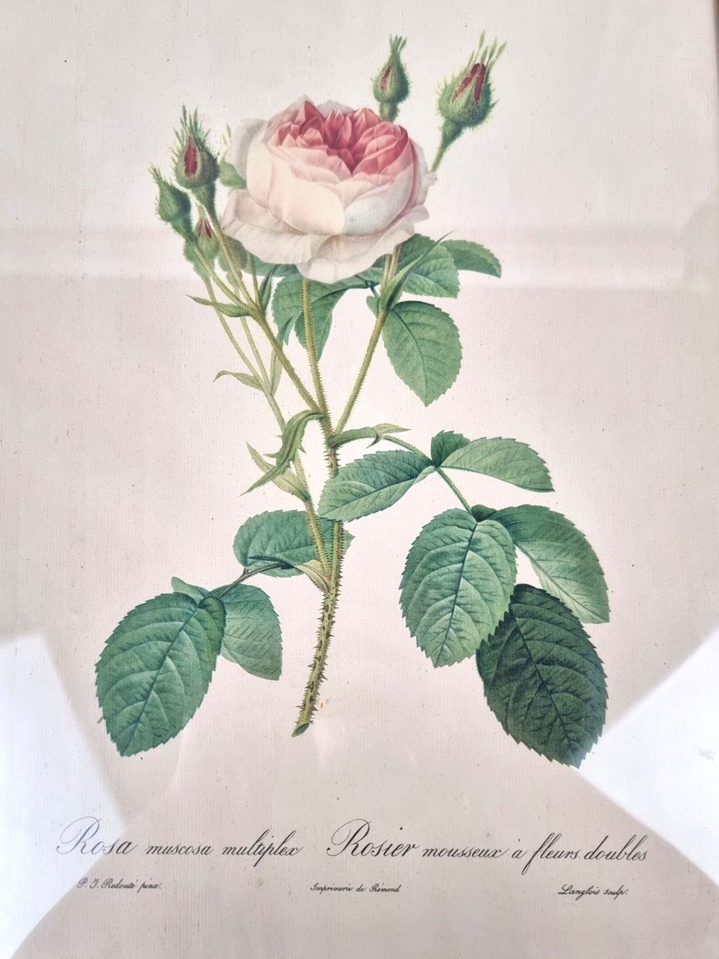 Foto & Immagini: Wandbild Rose – Usato da Urtenen-Schönbühl venduto da Restwert_Schoenbuehl 7
