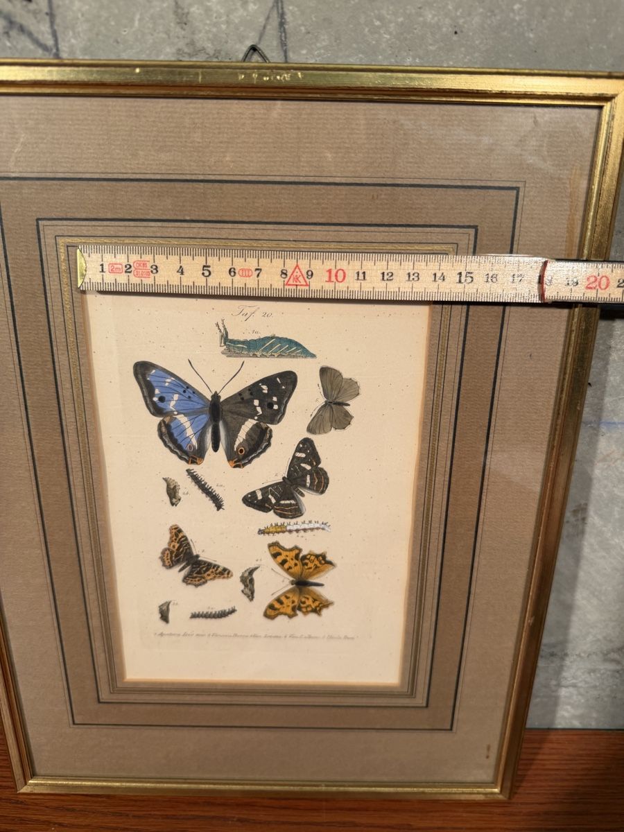 Incisioni: Framed Antique Butterfly Print, Entomology Wall Decor – Usato da Lausanne venduto da vas_mbk2 4
