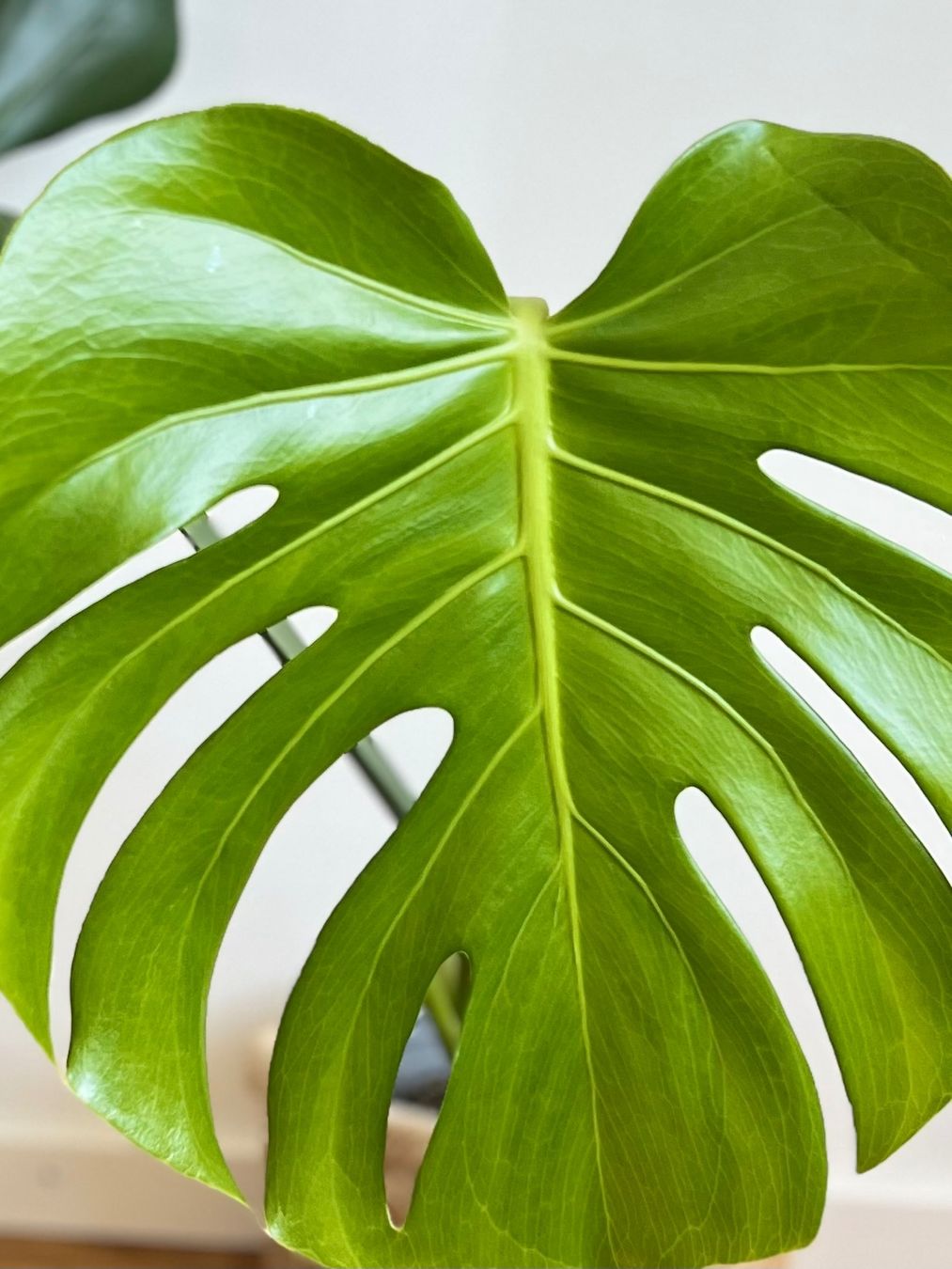 Piante & sementi: Monstera Deliciosa🤩 – Usato da Glattpark(Opfikon) venduto da ste_n99y 2