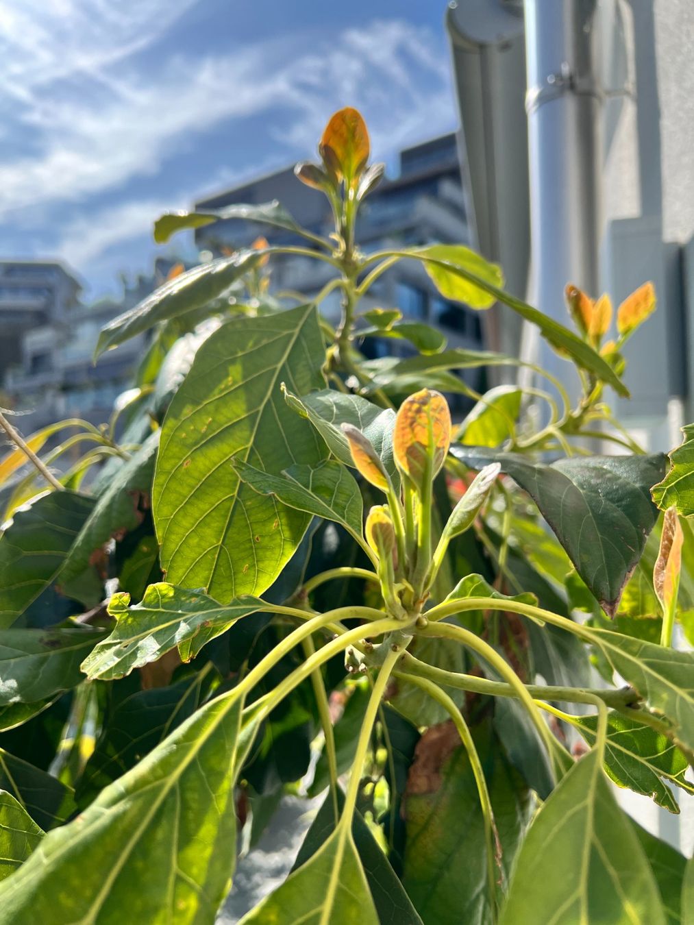 Plantes & graines: Avocadobaum ca. 1.9m – D'occasion à Immensee par gan_2ptt 2