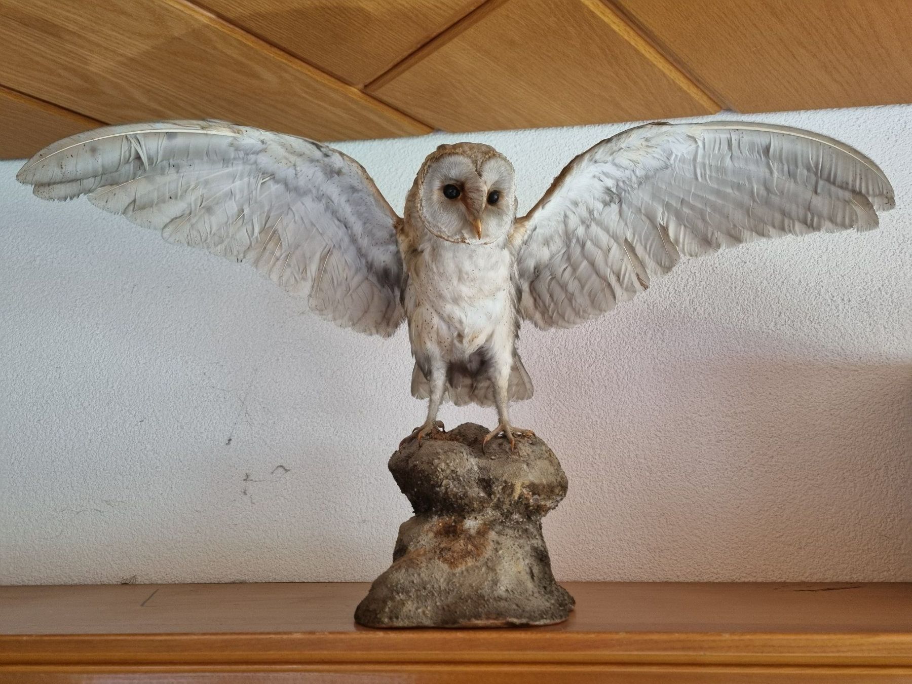 Il mondo degli animali: Eule ausgestopft – Usato da Rheinklingen venduto da Weinberg14
