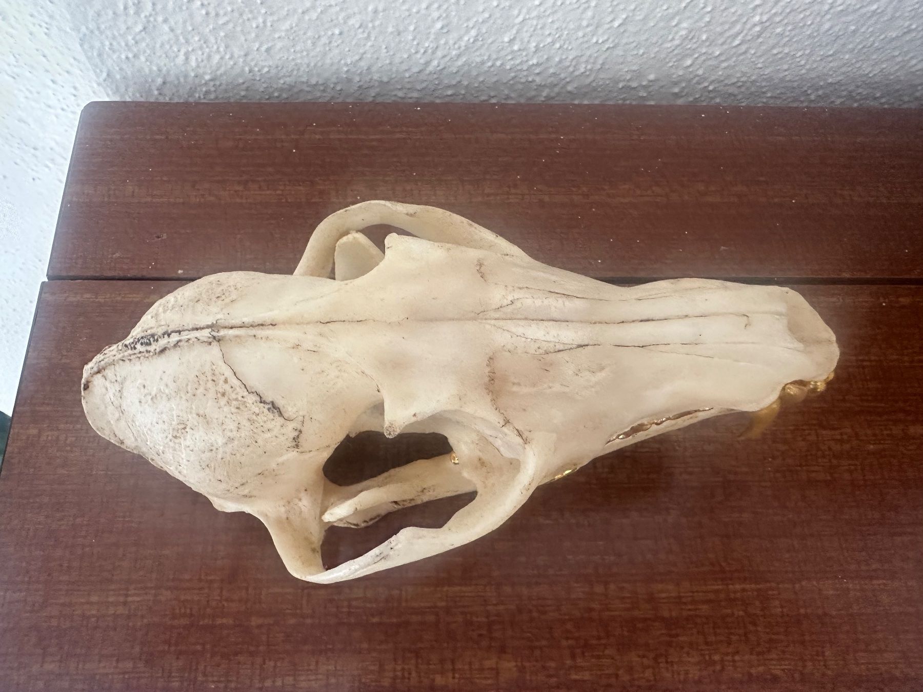 Il mondo degli animali: Fuchschädel mit goldigen Zähnen – Usato da Bussnang venduto da Tatzfatz 4