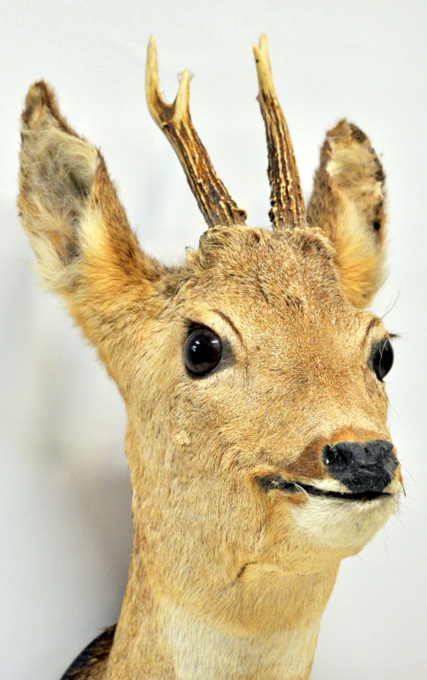 Il mondo degli animali: Tête de chevreuil naturalisée – Usato da Neuchâtel venduto da Neuchatel 6