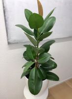 FICUS ELASTICA ROBUSTA Pflanze, Gummibaum 3 Branches 110 cm