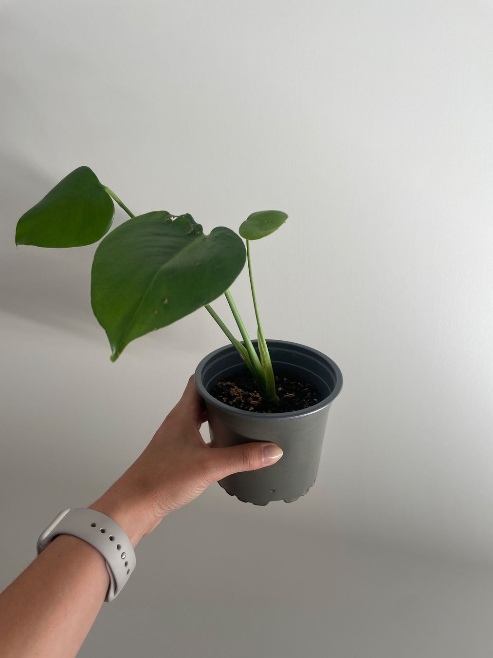 Pflanzen & Samen: Baby monstera – Gebraucht aus Bern von adr_62mn 3