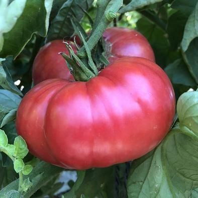 Pflanzen & Samen: 30 Samen BERNER ROSE Tomate – Neu (gemäss Beschreibung) aus Ehrendingen von VerveinaSamen