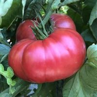 30 Samen BERNER ROSE Tomate