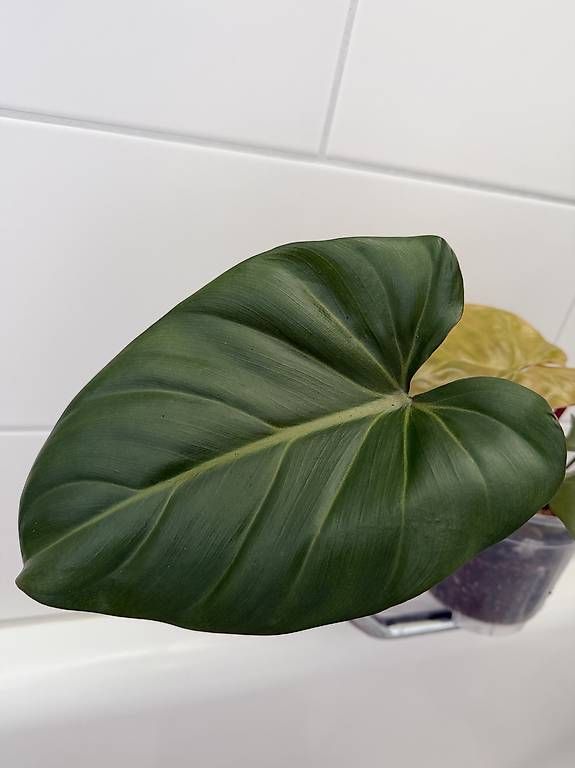 Piante & sementi: Philodendron Gloriosum – Usato da Spiez venduto da Lunelu 1