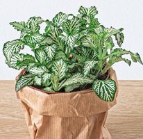 Exotische Zierpflanze FITTONIA MOSAIC  WEISS 20 cm 🌿