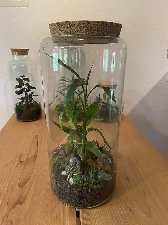 Terrariums: Hol dir deinen eigenen Mini-Dschungel nach Hause! – D'occasion à Birwinken par lyo_rvz2 2