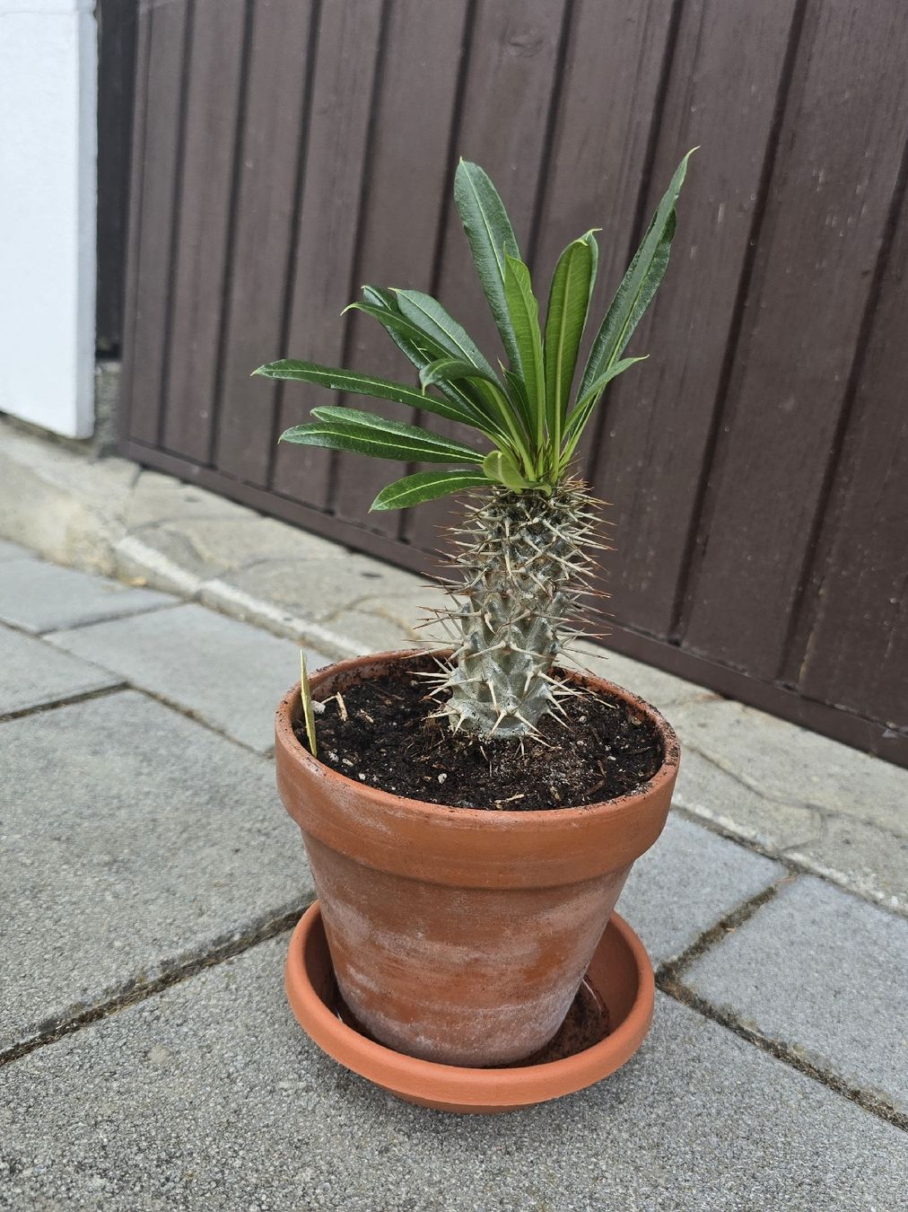Piante & sementi:  Madagaskar Palme  – Usato da Aarburg venduto da Glitzerschein 1