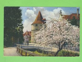 Zug  Kirschblüte