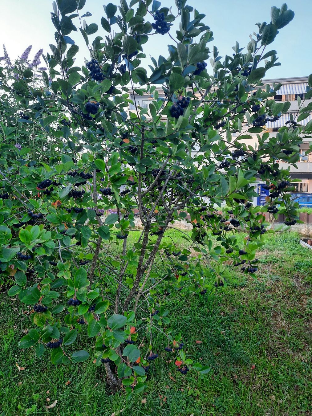 Piante & sementi: Aronia - Apfeldeere – Nuovo e nell'imballaggio originale da Kollbrunn venduto da smart777
