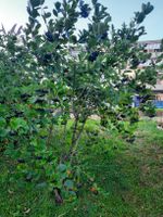 Aronia - Apfeldeere