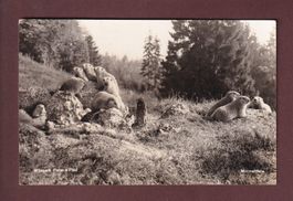 ST. GALLEN - Wildpark Peter & Paul - Murmeltiere - 1935