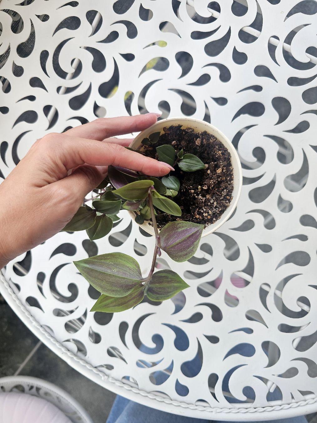 Pflanzen & Samen: Planze Tradescantia Dreimasterblumen – Gebraucht aus Zürich von SelinaA. 2