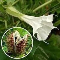 Datura stramoine ! 30g  PLANTE MAGIQUE !