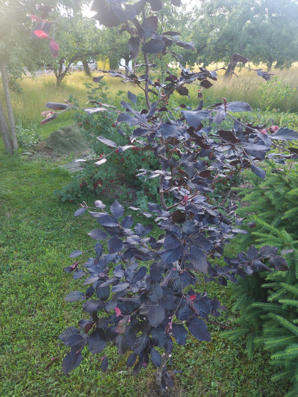 Piante & sementi: Blutbuche (purpurbuche) – Usato da Wolfwil venduto da san_7xhb 5