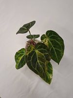 Anthurium Black Venom x Megatron
