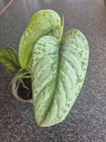 Scindapsus Trebie