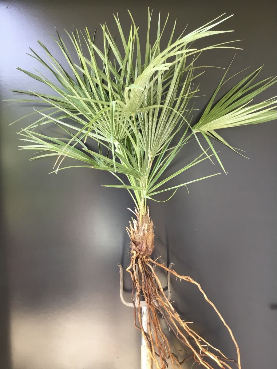 Pflanzen & Samen: Original Sizilien Zwerg-Palme | Ableger – Neu (gemäss Beschreibung) aus Eggersriet von Wiese61 1