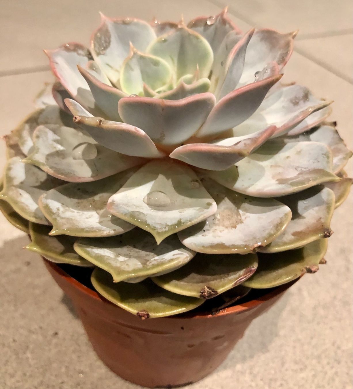 Plantes & graines: Sukkulente  lilacina “GHOST” 20 ↕️ – Neuf avec emballage d'origine à Rovio par POSITIFFARTandPLANTS