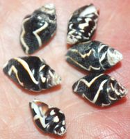 Deko Meer Muschel Set 078 – Zebra Schnecke 6 Stück