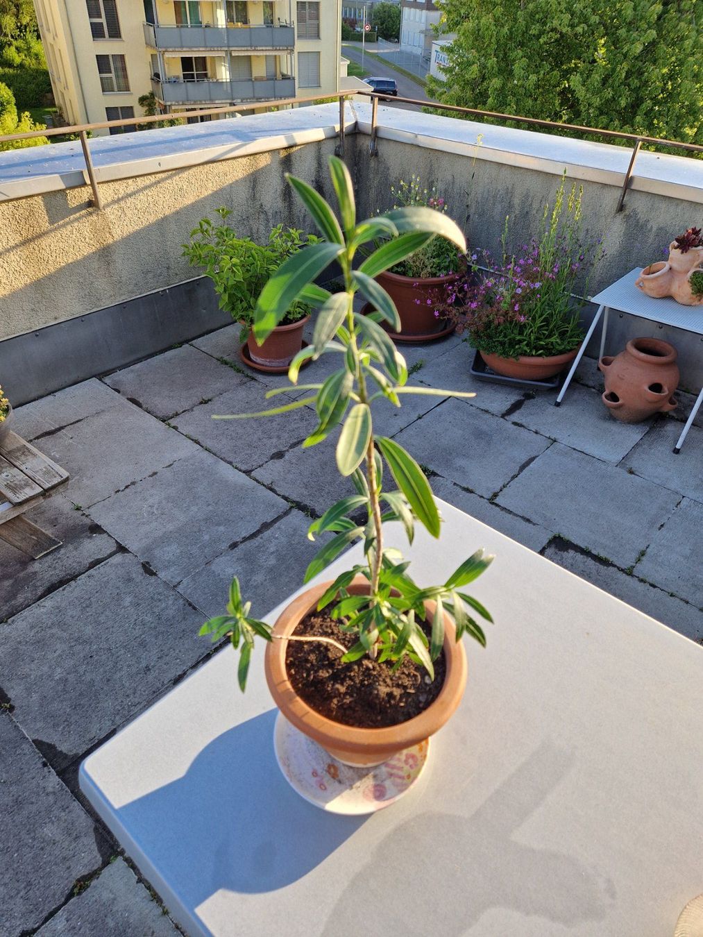 Piante & sementi: Oleander dunkelrosa blühend, Terrassenpflanze – Usato da Münchenbuchsee venduto da Aare22 3