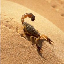Profile image of scorpionmaximus