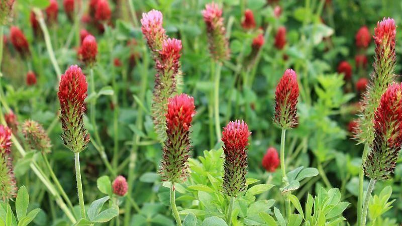 Piante & sementi: Trèfle incarnat (engrais vert) +500g – Nuovo (secondo la descrizione) da Bremblens venduto da FIBONACCI369 4