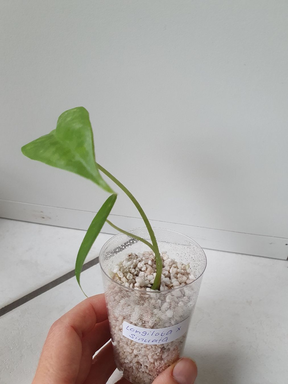 Pflanzen & Samen: Alocasia Longiloba x Sinuata – Gebraucht aus Erlinsbach SO von Lea030 1