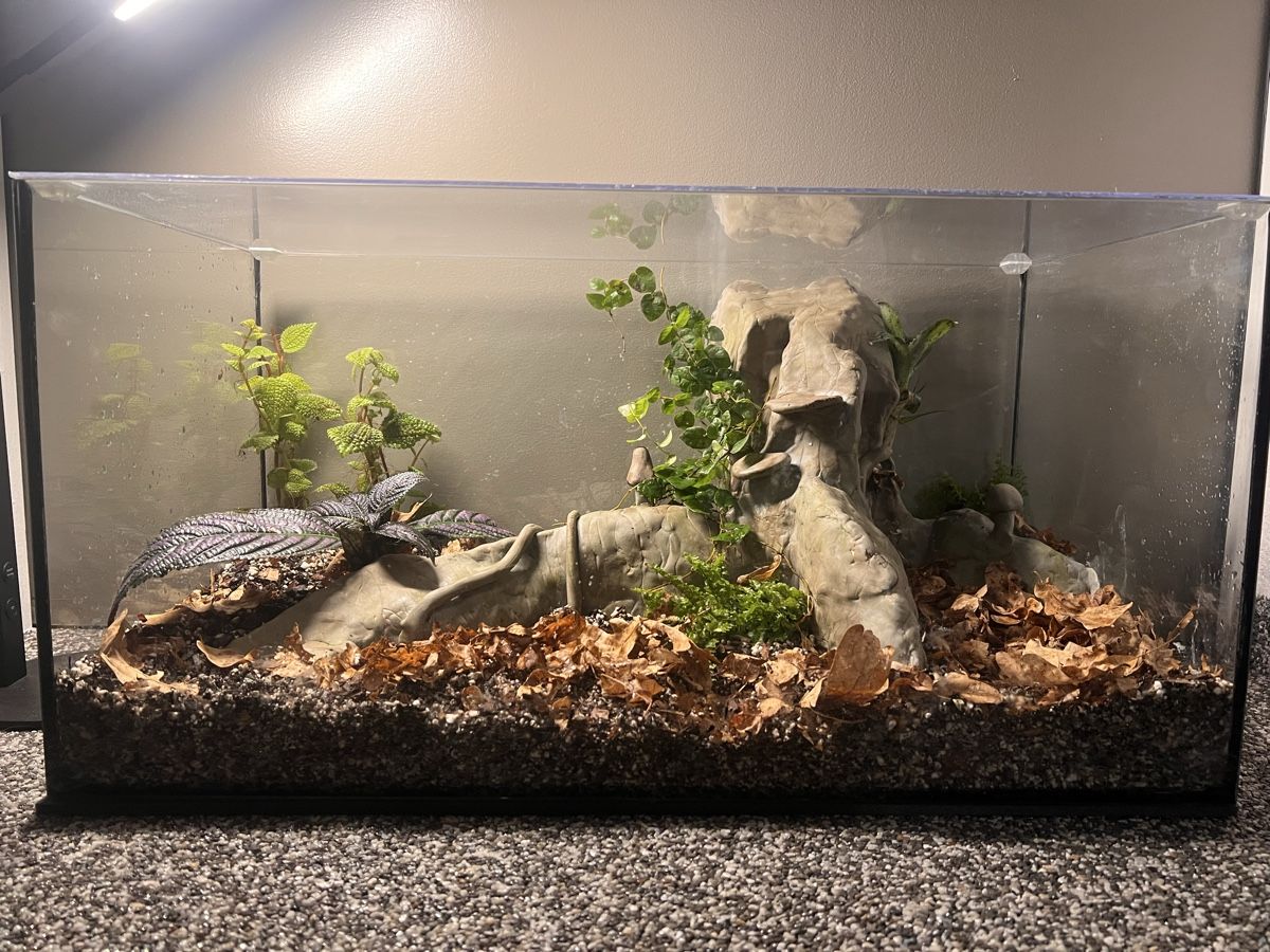 Terrario: Terrarium 60x30x40 – Nuovo (secondo la descrizione) da Kriessern venduto da greenhellexoticsch 4