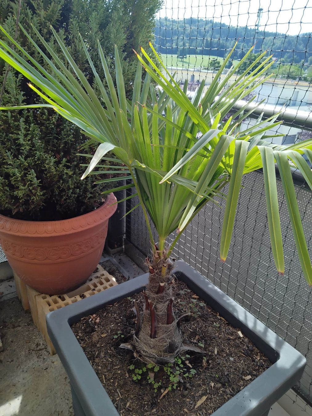Pflanzen & Samen: Palme – Gebraucht aus Oetwil am See von fineli2 1