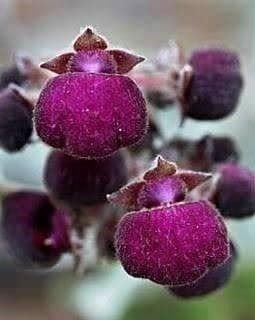 Piante & sementi: FLEURS AU PANTOUFFLES +CADEAU RARE – Nuovo (secondo la descrizione) da Bremblens venduto da FIBONACCI369 1