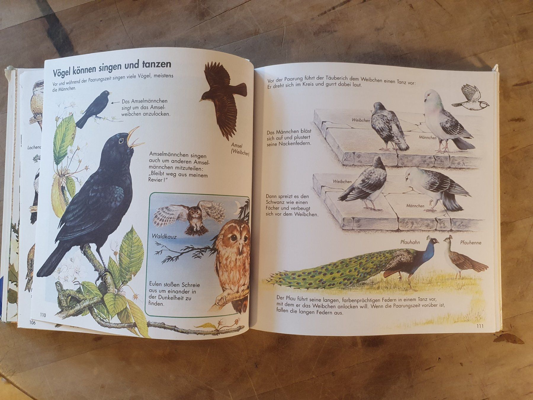 Libri: Alles was ich wissen will 2 Ravensburger – Usato da Zürich venduto da loosebone 6