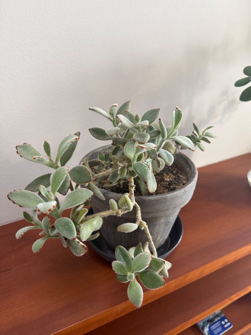Piante & sementi: Kalanchoe Tomentosa -  Succulent im Topf – Usato da Weggis venduto da agabara77 1