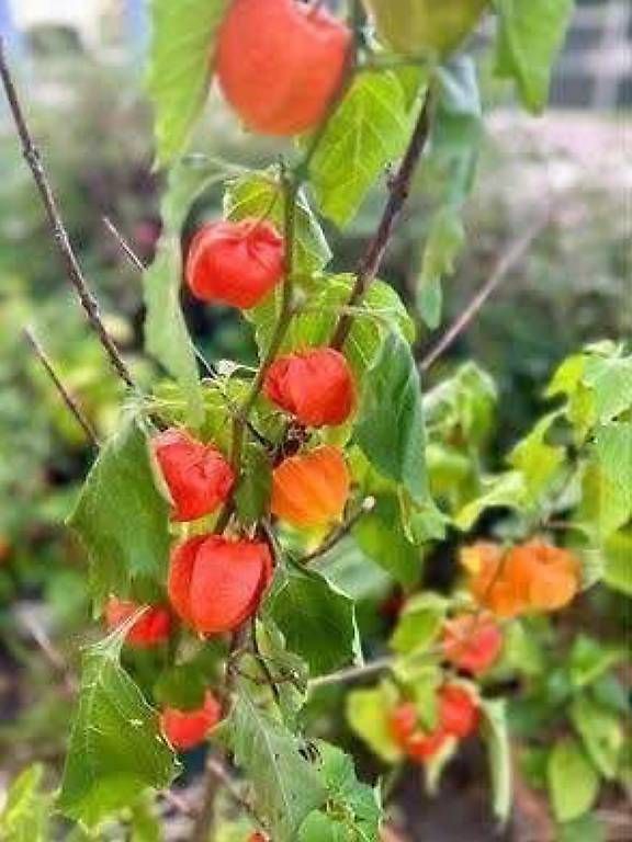 Vasi per fiori: 6 Blumen im Tontopf  – Usato da Frauenfeld venduto da Irene.Schuppli 3