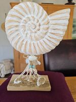 Deco muschel
