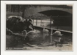 AK ca.1935  Zürich Schwanencolonie
