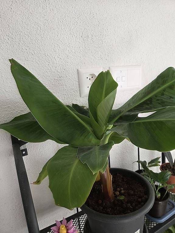 Pflanzen & Samen: Musa oriental dwarf  – Gebraucht aus Roggwil BE von pau_wyh8 1
