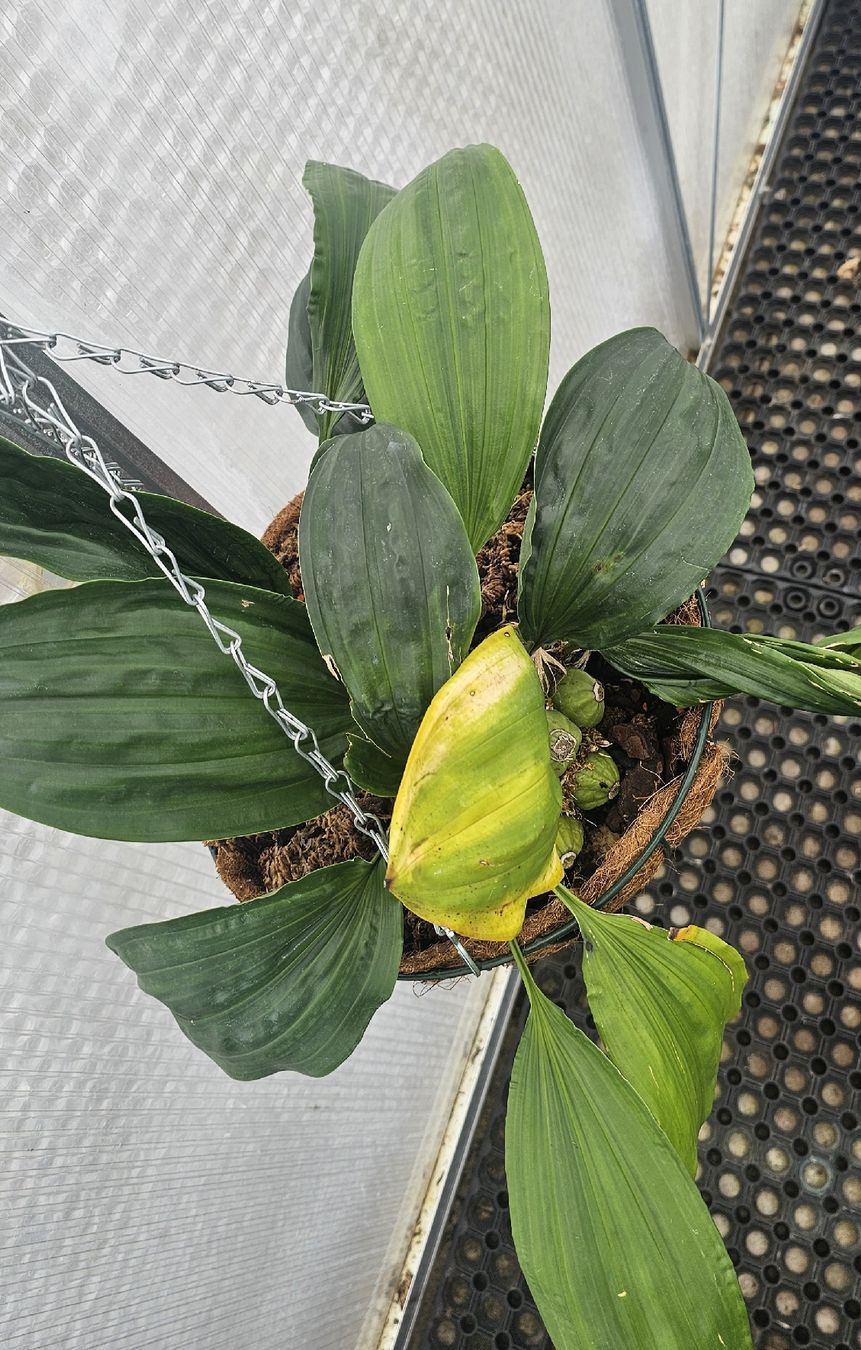 Piante & sementi: Orchidee Stanhopea oculata – Usato da Jona venduto da Smurnaya 3