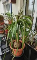Elefantenfuss Pflanze Beaucarnea