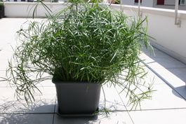 riesige, wunderschöne Wasserpalme (Zypergras) im Pflanzkübel
