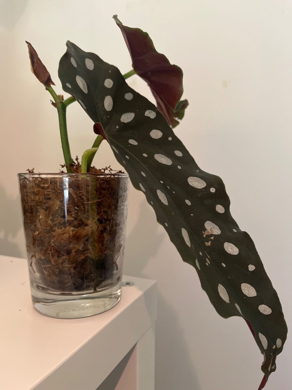 Pflanzen & Samen: Begonia maculata im Glas – Gebraucht aus geroldswil von Ahornblatt70