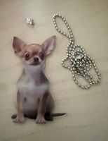 2-D ACRYL ANHÄNGER, F TASCHE, AUTO *CHIHUAHUA* CA. 8X4CM