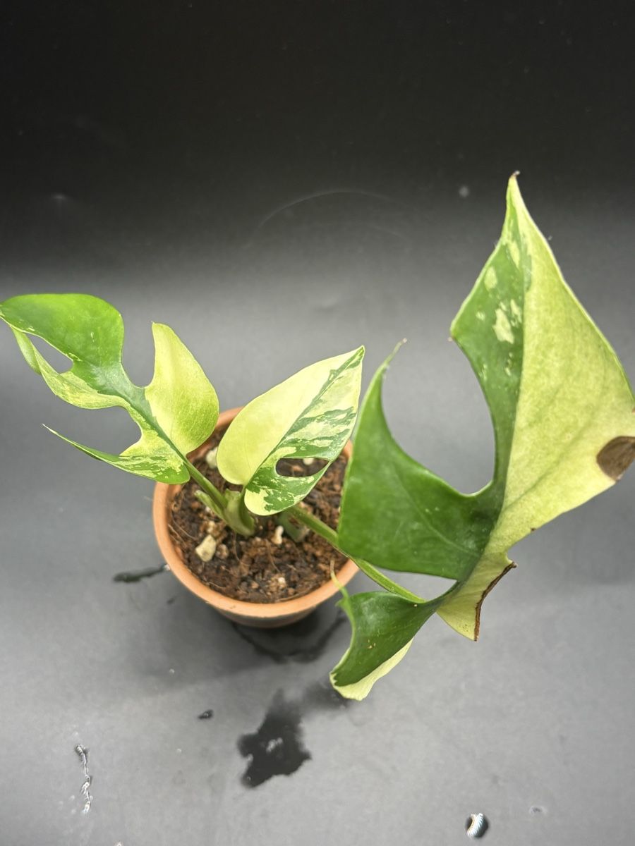 Pflanzen & Samen: Raphidophora Tetrasperma Variegata (1-2) – Neu und originalverpackt aus Basel von Pink_White