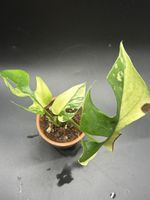Raphidophora Tetrasperma Variegata (1-2)