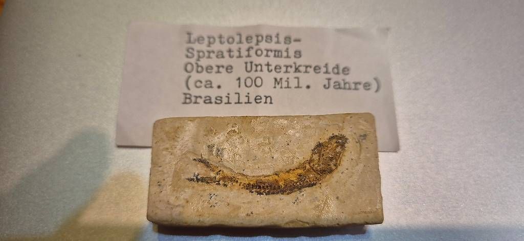 Fossilien: Leptolepsis-Sprattiformis – Gebraucht aus Schänis von 1234567890ABCDEF 2