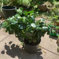Mandevilla - Dipladenia / grosse Pflanze